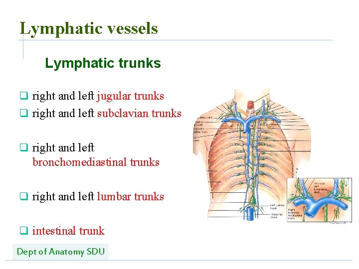 Lymphatic vessels Lymphatic trunks q right and left jugular trunks q right and left