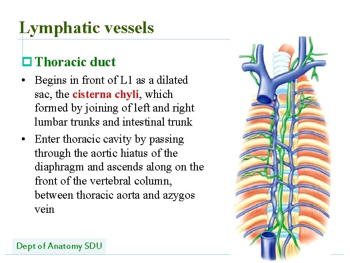 Lymphatic vessels p Thoracic duct • Begins in front of L 1 as a
