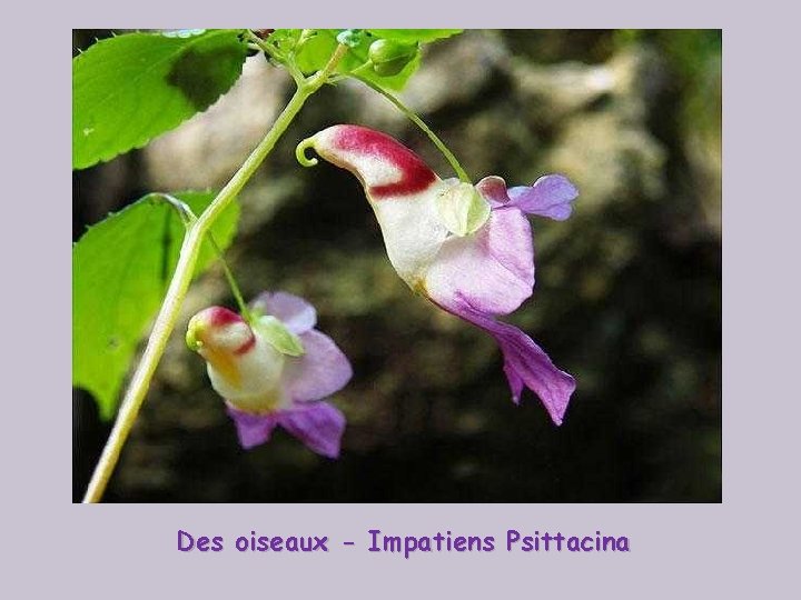 Des oiseaux - Impatiens Psittacina 