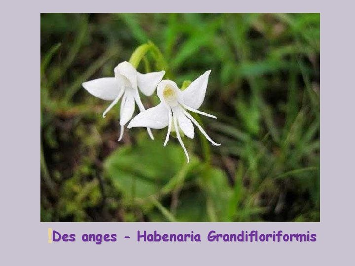  Des anges - Habenaria Grandifloriformis 