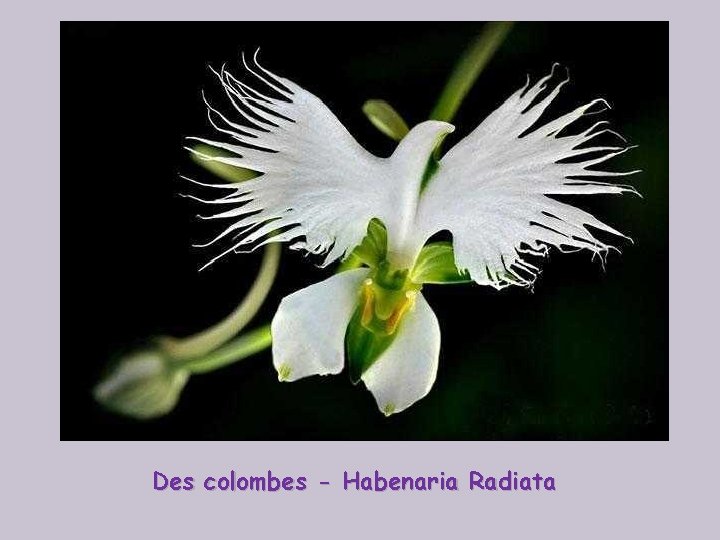 Des colombes - Habenaria Radiata 