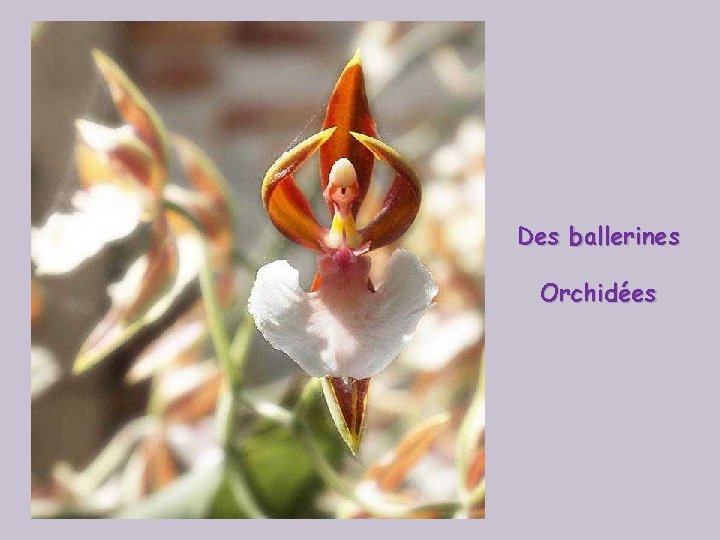 Des ballerines Orchidées 