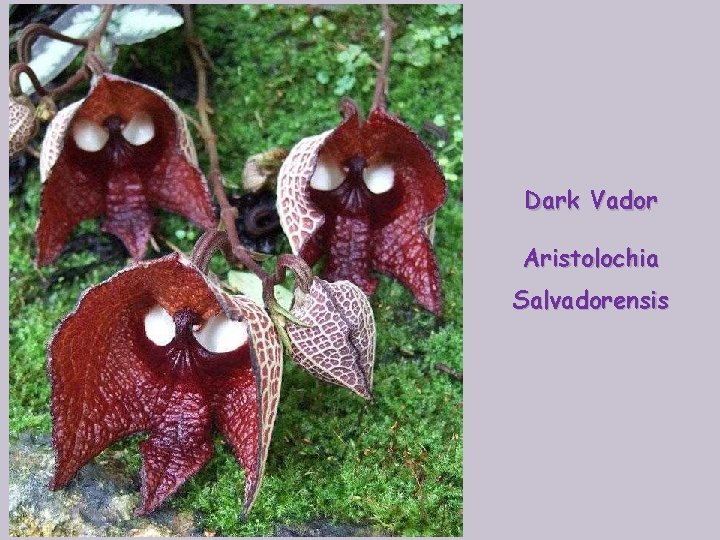 Dark Vador Aristolochia Salvadorensis 