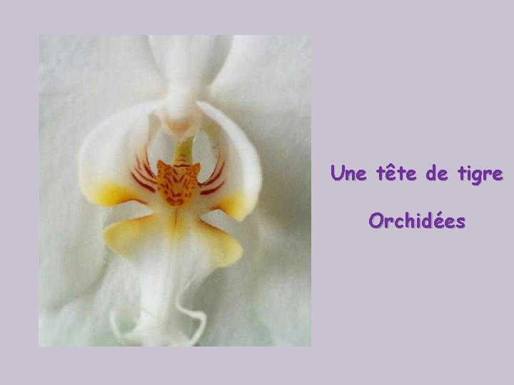 Une tête de tigre Orchidées 