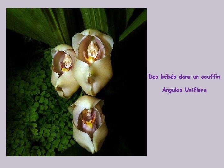 Des bébés dans un couffin Anguloa Uniflora 