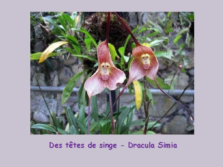 Des têtes de singe - Dracula Simia 