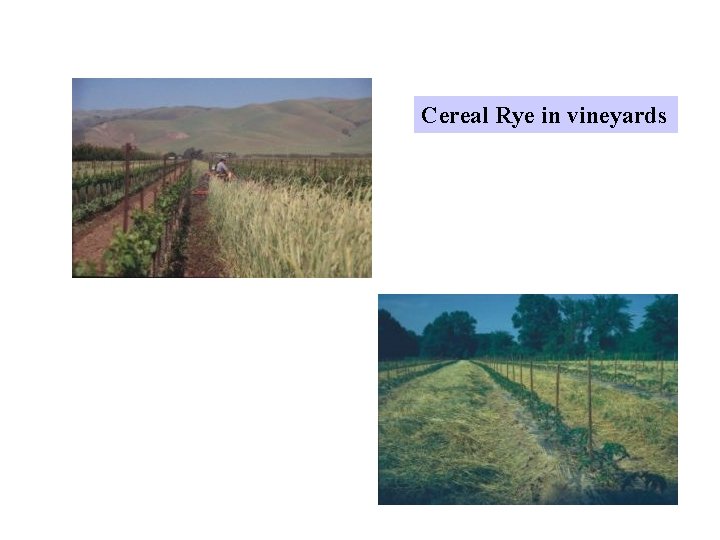 Cereal Rye in vineyards 