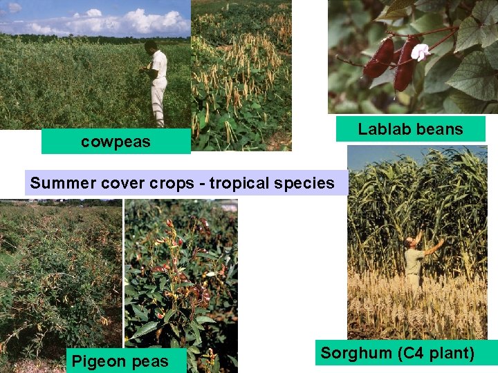 Lablab beans cowpeas Summer cover crops - tropical species Pigeon peas Sorghum (C 4