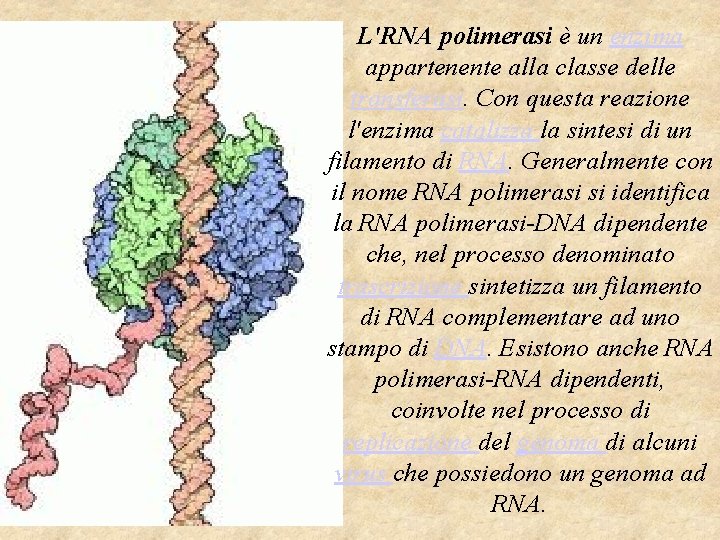 L'RNA polimerasi è un enzima appartenente alla classe delle transferasi. Con questa reazione l'enzima