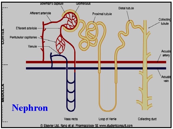 Nephron 