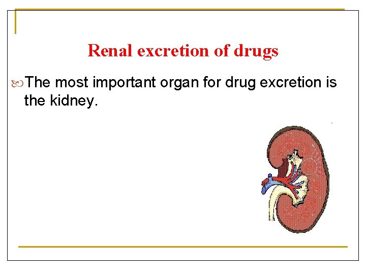 Renal excretion of drugs The most important organ for drug excretion is the kidney.