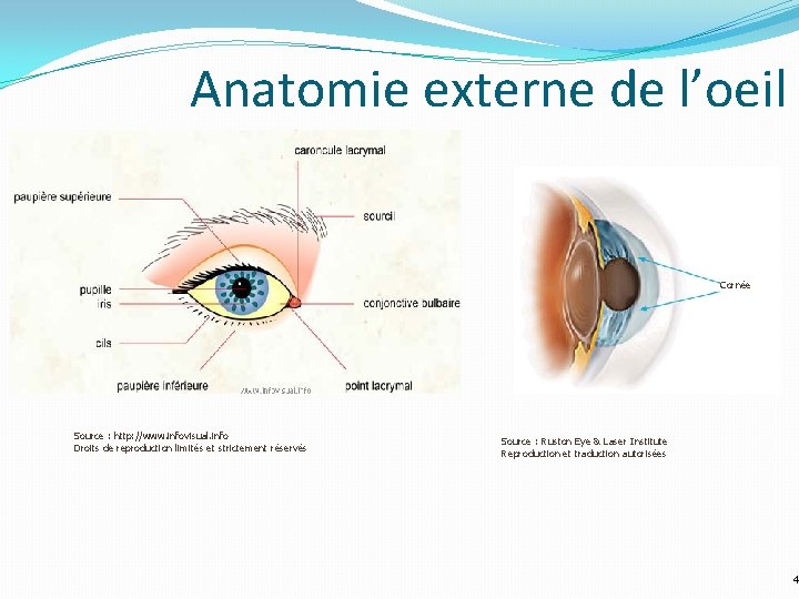 Anatomie externe de l’oeil Cornée Source : http: //www. infovisual. info Droits de reproduction Anatomie externe de l’oeil Cornée Source : http: //www. infovisual. info Droits de reproduction