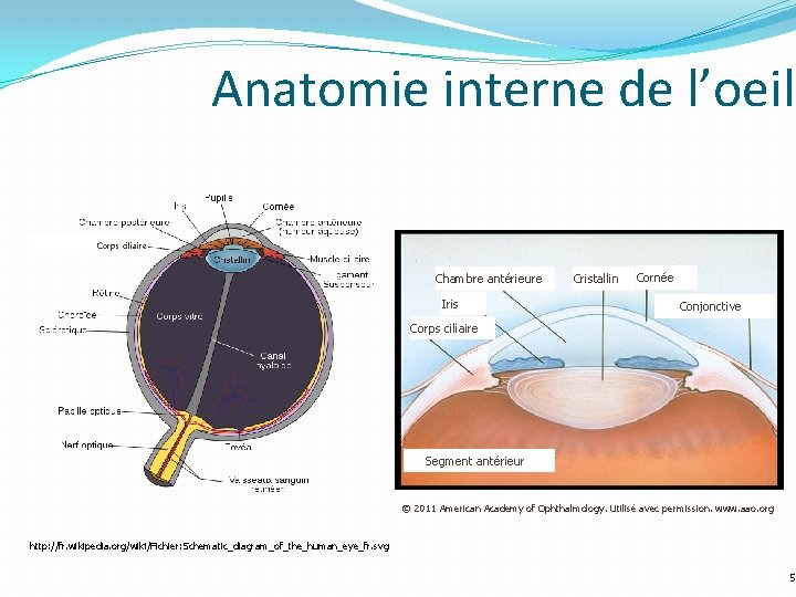 Anatomie interne de l’oeil Corps ciliaire Chambre antérieure Iris Cristallin Cornée Conjonctive Corps ciliaire Anatomie interne de l’oeil Corps ciliaire Chambre antérieure Iris Cristallin Cornée Conjonctive Corps ciliaire