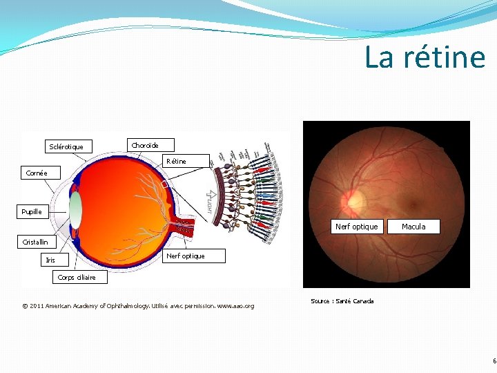 La rétine Sclérotique Choroïde Rétine Cornée Pupille Nerf optique Macula Cristallin Nerf optique Iris La rétine Sclérotique Choroïde Rétine Cornée Pupille Nerf optique Macula Cristallin Nerf optique Iris