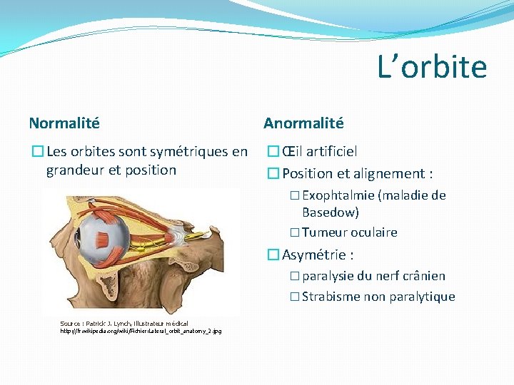 L’orbite Normalité Anormalité �Les orbites sont symétriques en grandeur et position �Œil artificiel �Position L’orbite Normalité Anormalité �Les orbites sont symétriques en grandeur et position �Œil artificiel �Position