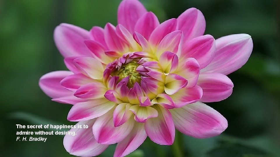 The secret of happiness is to admire without desiring. F. H. Bradley 