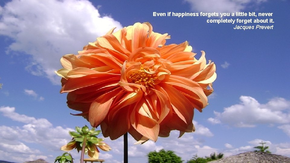 Even if happiness forgets you a little bit, never completely forget about it. Jacques