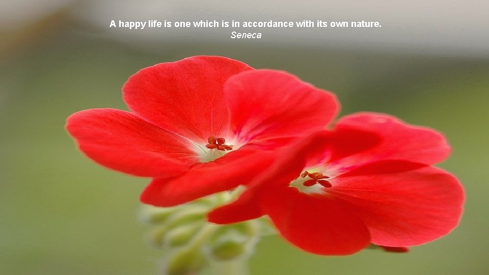 A happy life is one which is in accordance with its own nature. Seneca