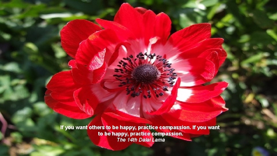 If you want others to be happy, practice compassion. If you want to be