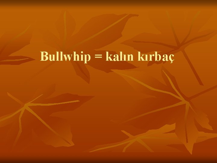 Bullwhip = kalın kırbaç 