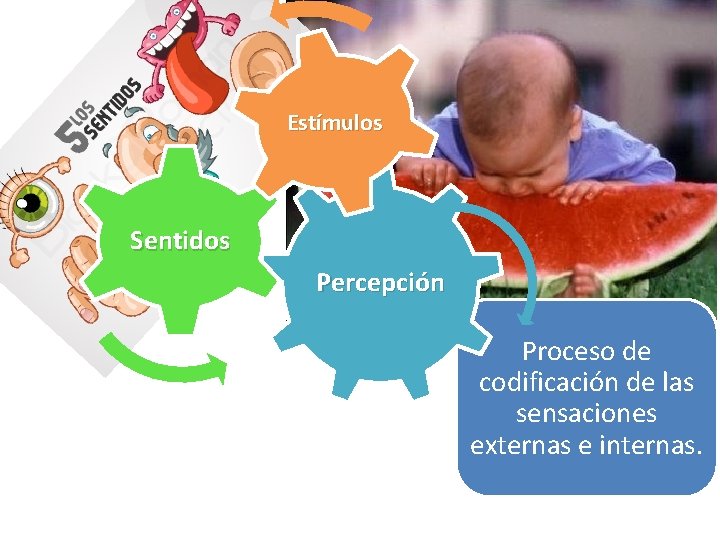 Estímulos Sentidos Percepción Proceso de codificación de las sensaciones externas e internas. 
