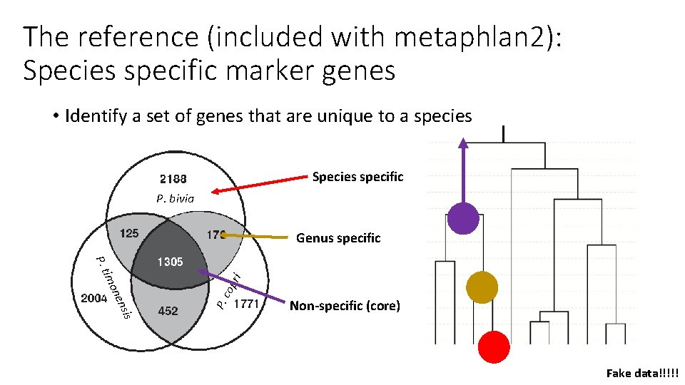 The reference (included with metaphlan 2): Species specific marker genes • Identify a set