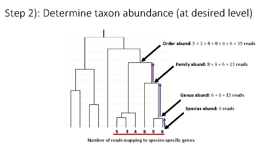 Step 2): Determine taxon abundance (at desired level) Order abund: 5 + 3 +