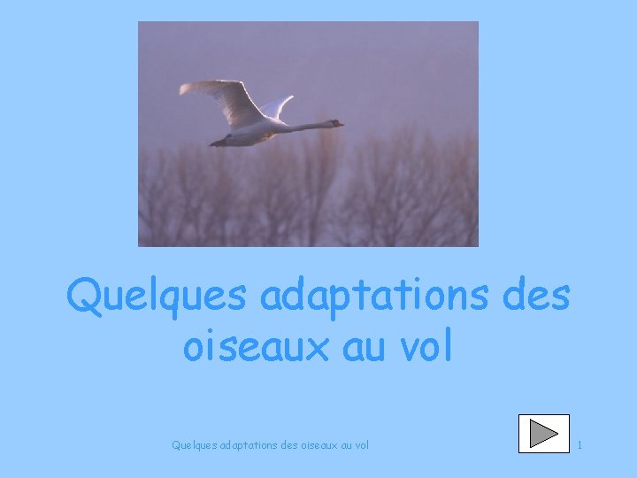 Quelques adaptations des oiseaux au vol 1 