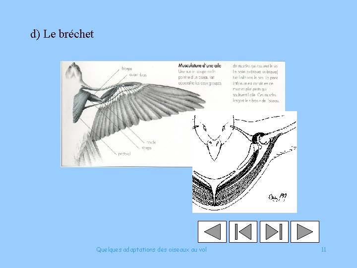 d) Le bréchet Quelques adaptations des oiseaux au vol 11 