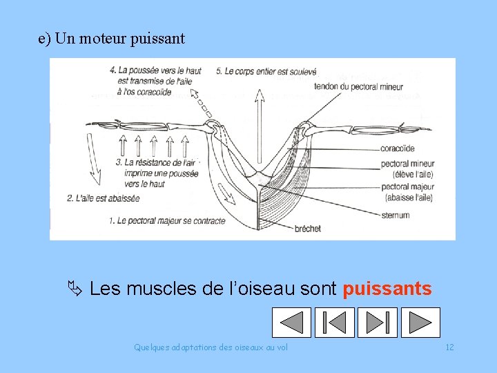 e) Un moteur puissant Les muscles de l’oiseau sont puissants Quelques adaptations des oiseaux