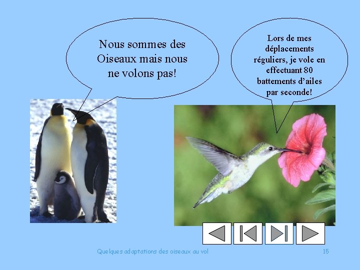 Nous sommes des Oiseaux mais nous ne volons pas! Quelques adaptations des oiseaux au