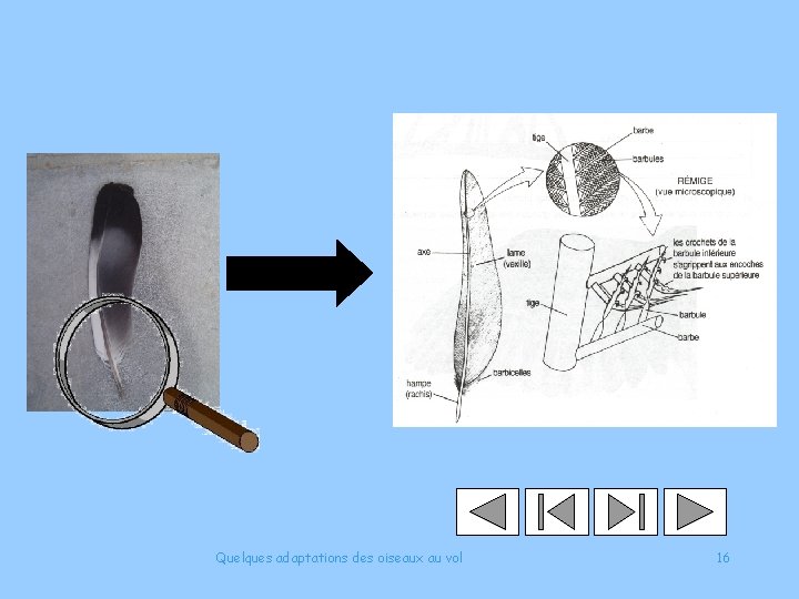 Quelques adaptations des oiseaux au vol 16 