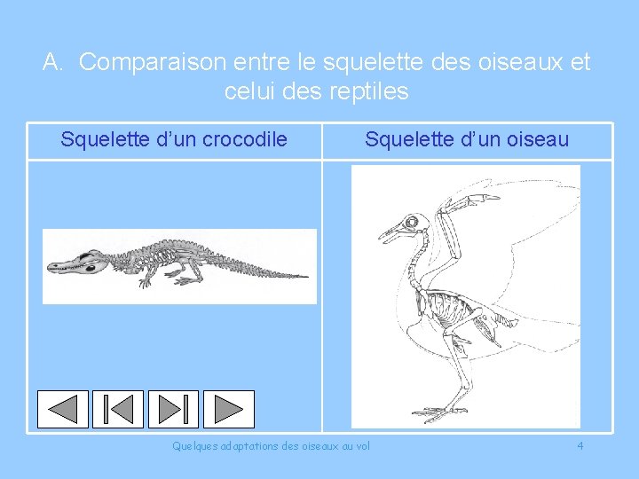 A. Comparaison entre le squelette des oiseaux et celui des reptiles Squelette d’un crocodile
