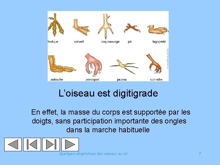 L’oiseau est digitigrade En effet, la masse du corps est supportée par les doigts,