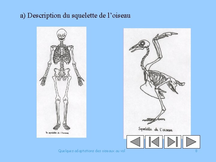 a) Description du squelette de l’oiseau Quelques adaptations des oiseaux au vol 8 