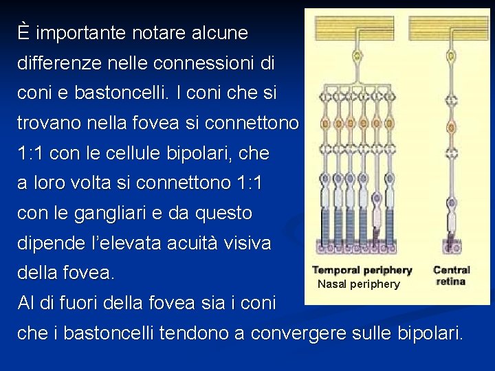 È importante notare alcune differenze nelle connessioni di coni e bastoncelli. I coni che