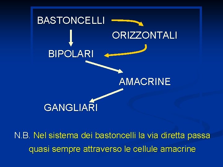 BASTONCELLI ORIZZONTALI BIPOLARI AMACRINE GANGLIARI N. B. Nel sistema dei bastoncelli la via diretta