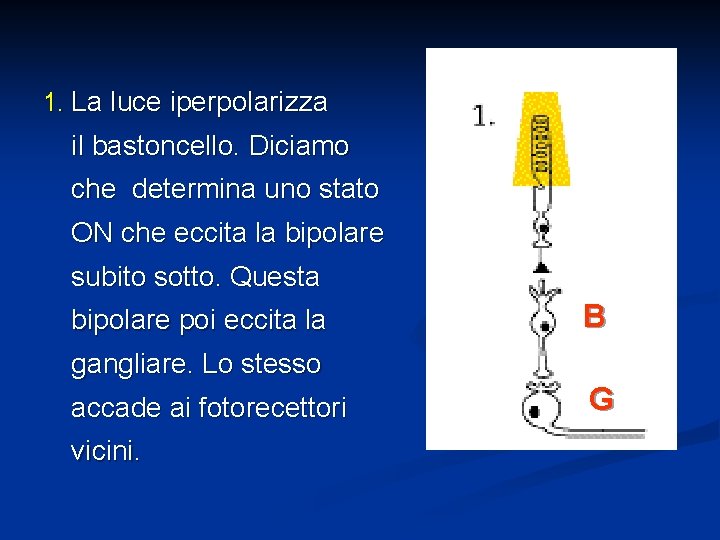 1. La luce iperpolarizza il bastoncello. Diciamo che determina uno stato ON che eccita