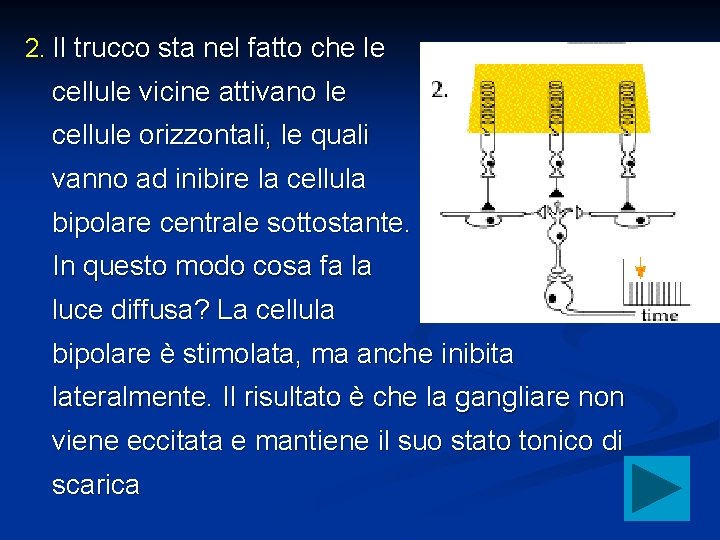 2. Il trucco sta nel fatto che le cellule vicine attivano le cellule orizzontali,