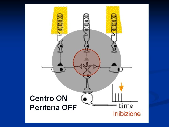 Centro ON Periferia OFF Inibizione 