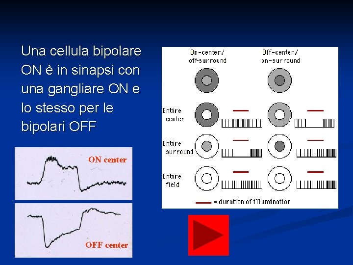 Una cellula bipolare ON è in sinapsi con una gangliare ON e lo stesso