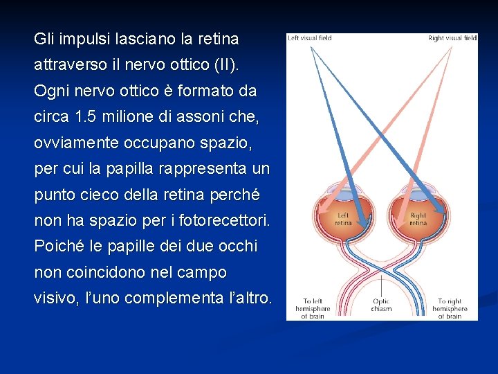 Gli impulsi lasciano la retina attraverso il nervo ottico (II). Ogni nervo ottico è