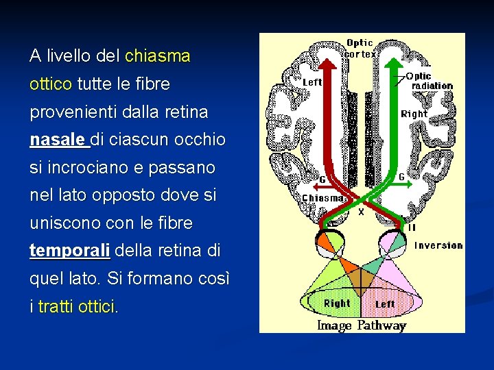 A livello del chiasma ottico tutte le fibre provenienti dalla retina nasale di ciascun