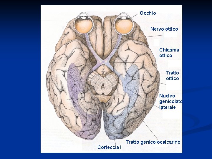 Occhio Nervo ottico Chiasma ottico Tratto ottico Nucleo genicolato laterale Tratto genicolocalcarino Corteccia I