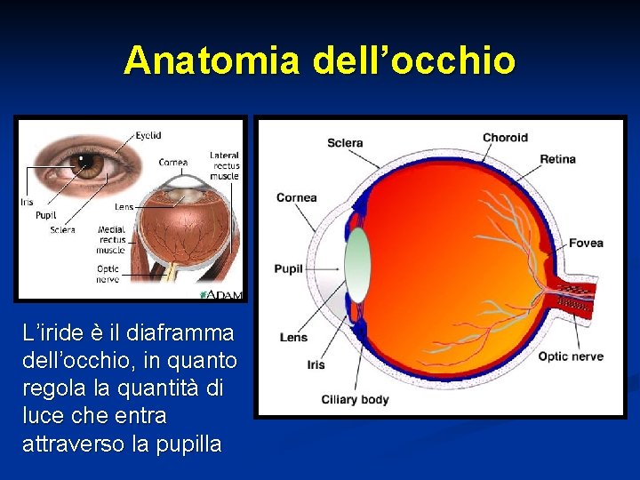 Anatomia dell’occhio L’iride è il diaframma dell’occhio, in quanto regola la quantità di luce