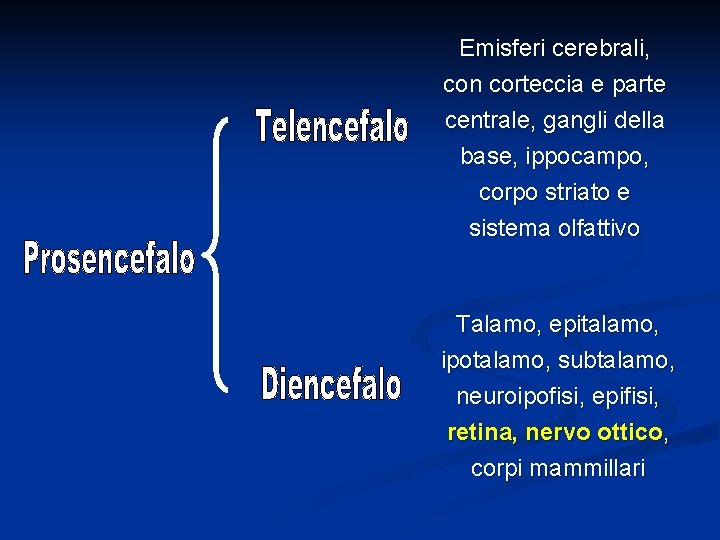 Emisferi cerebrali, con corteccia e parte centrale, gangli della base, ippocampo, corpo striato e