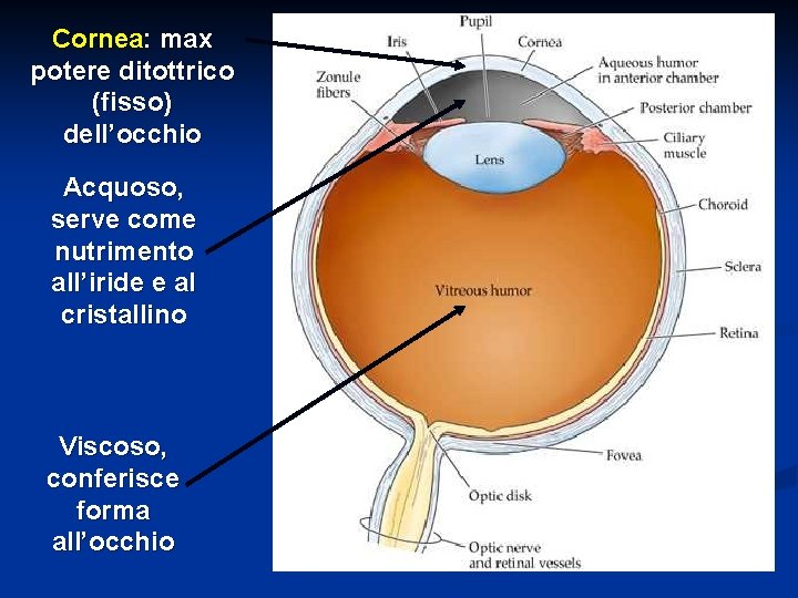 Cornea: max potere ditottrico (fisso) dell’occhio Acquoso, serve come nutrimento all’iride e al cristallino