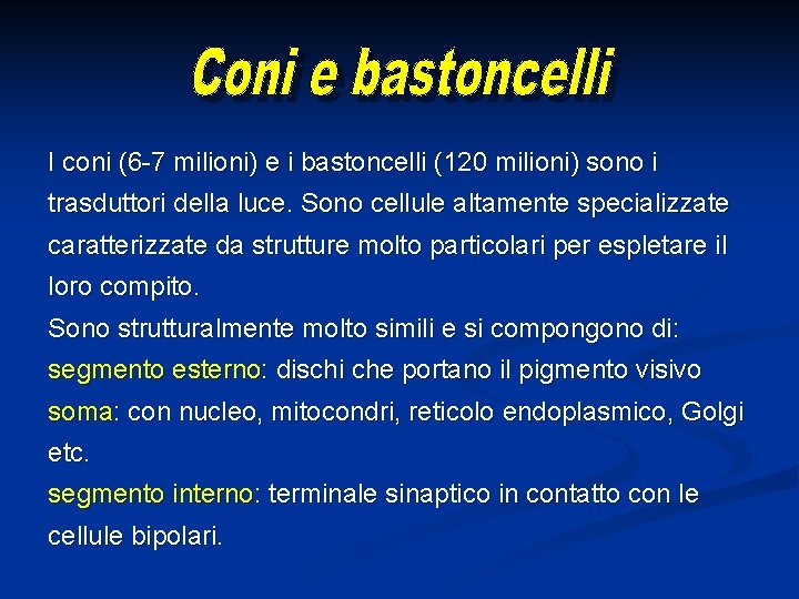 I coni (6 -7 milioni) e i bastoncelli (120 milioni) sono i trasduttori della