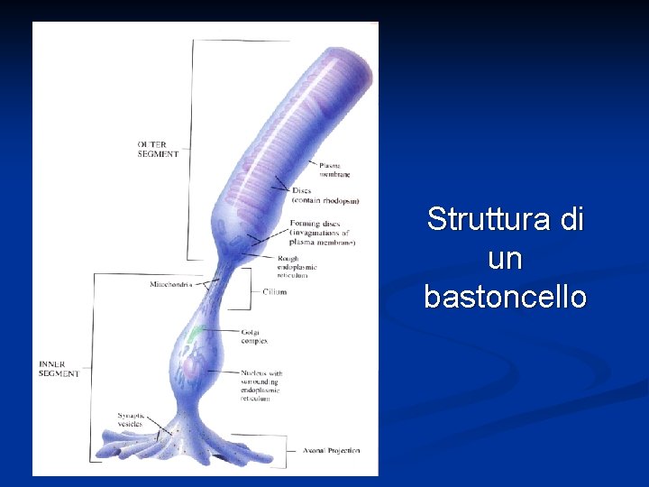 Struttura di un bastoncello 