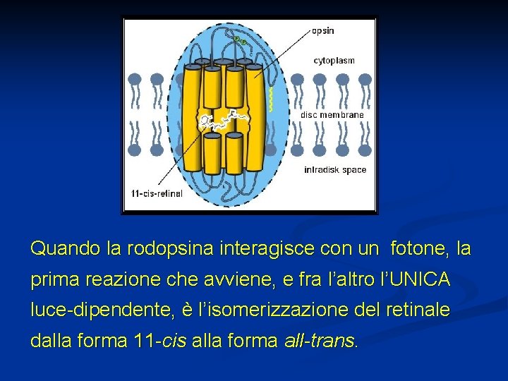 Quando la rodopsina interagisce con un fotone, la prima reazione che avviene, e fra